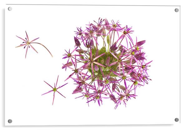 Allium Flower Acrylic by Jacky Parker