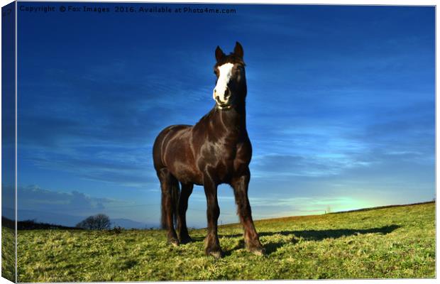 horse and countryside Canvas Print by Derrick Fox Lomax