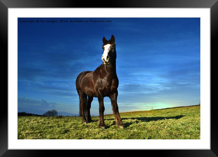 horse and countryside Framed Mounted Print by Derrick Fox Lomax