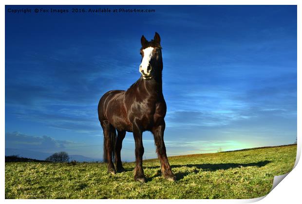 horse and countryside Print by Derrick Fox Lomax