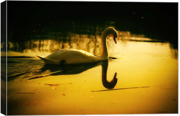 Swan on the lake Canvas Print by Derrick Fox Lomax