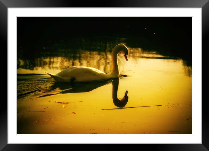 Swan on the lake Framed Mounted Print by Derrick Fox Lomax