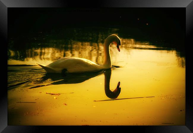 Swan on the lake Framed Print by Derrick Fox Lomax