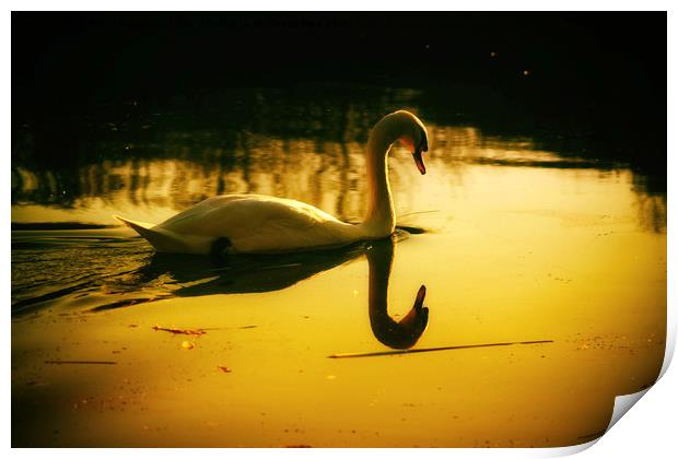 Swan on the lake Print by Derrick Fox Lomax