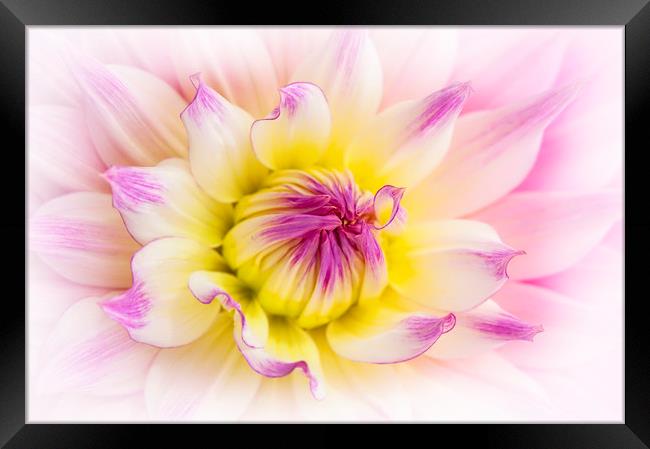 Pink Dahlia Flower Framed Print by Jacky Parker