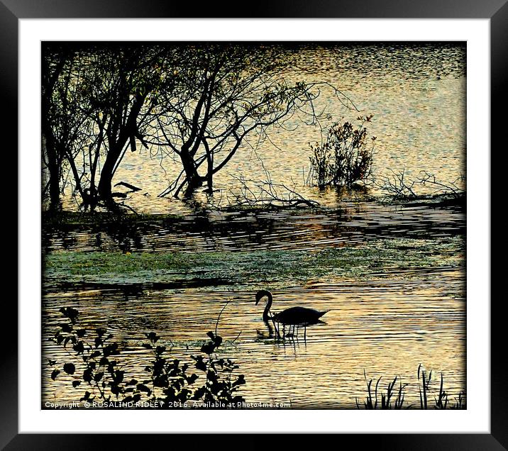 "RIPPLES ON THE LAKE" Framed Mounted Print by ROS RIDLEY