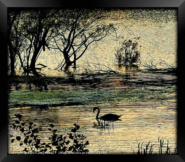 "RIPPLES ON THE LAKE" Framed Print by ROS RIDLEY
