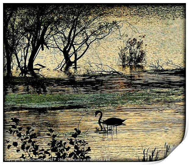"RIPPLES ON THE LAKE" Print by ROS RIDLEY