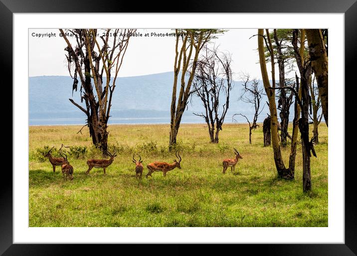 Impala amongst the trees Framed Mounted Print by Mary Fletcher