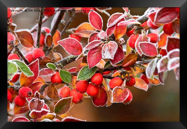 Frosted Berries Framed Print by Jim Jones