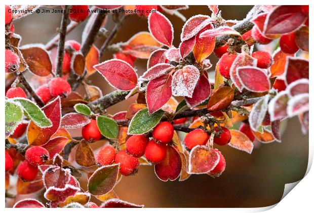 Frosted Berries Print by Jim Jones