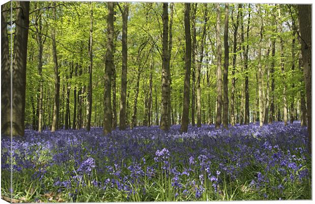 Bluebells Canvas Print by Elaine Young