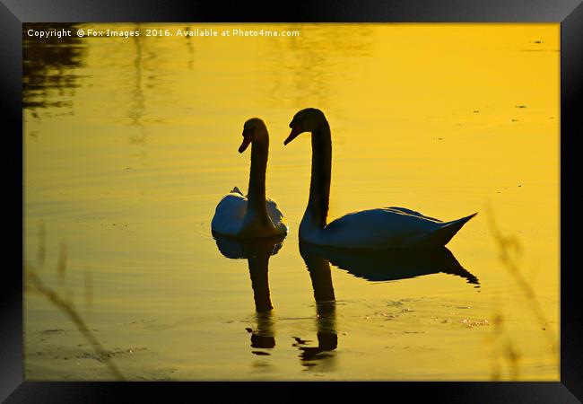 Swans on the lake Framed Print by Derrick Fox Lomax