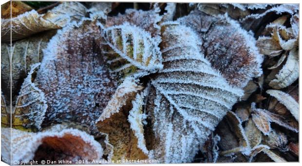 Early morning frost Canvas Print by Dan White