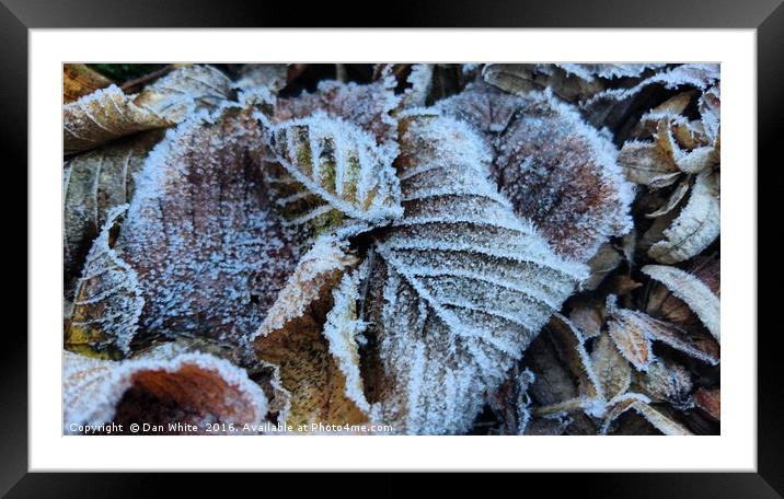 Early morning frost Framed Mounted Print by Dan White