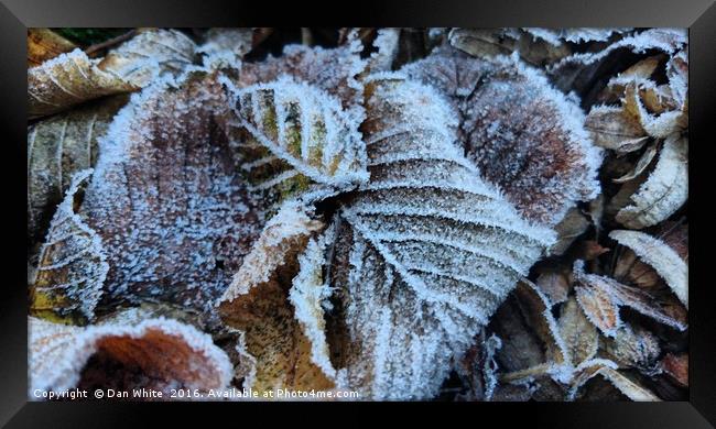 Early morning frost Framed Print by Dan White