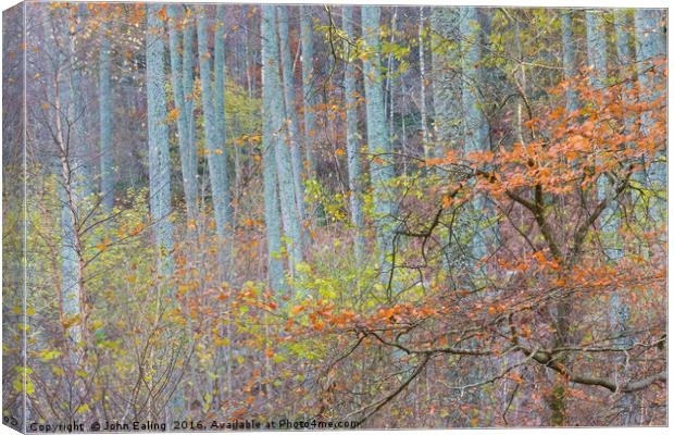 Wood for the trees Canvas Print by John Ealing
