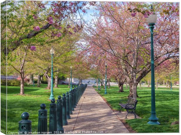 Bloom In The Park Canvas Print by jonathan nguyen