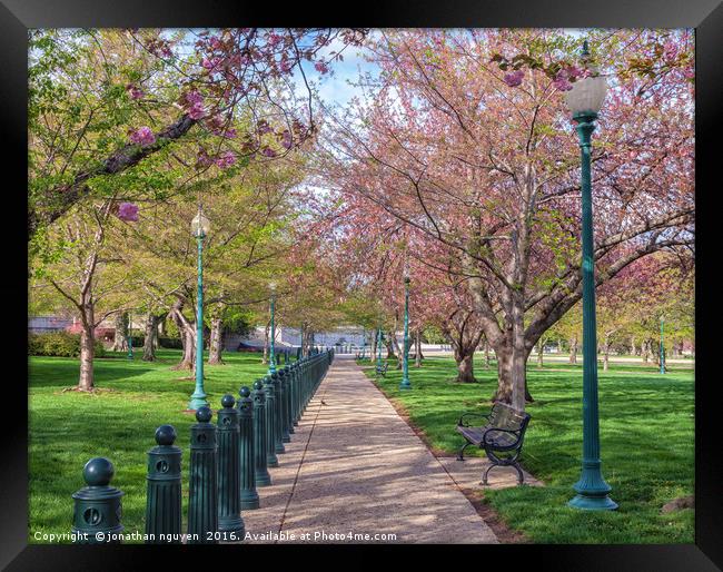 Bloom In The Park Framed Print by jonathan nguyen