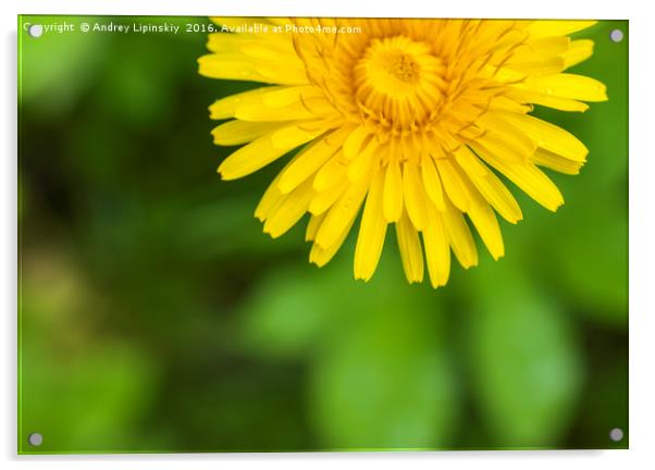 large yellow blooming dandelion closeup Acrylic by Andrey Lipinskiy
