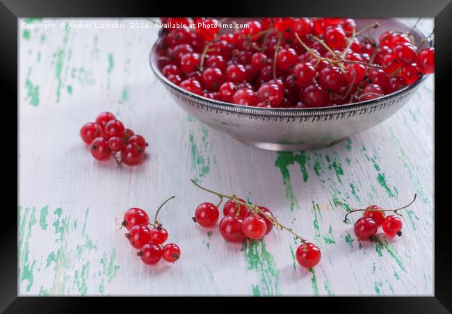 Ripe red currants in a metal plate Framed Print by Andrey Lipinskiy