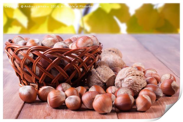 A basket of hazelnuts on blurred background of red Print by Andrey Lipinskiy