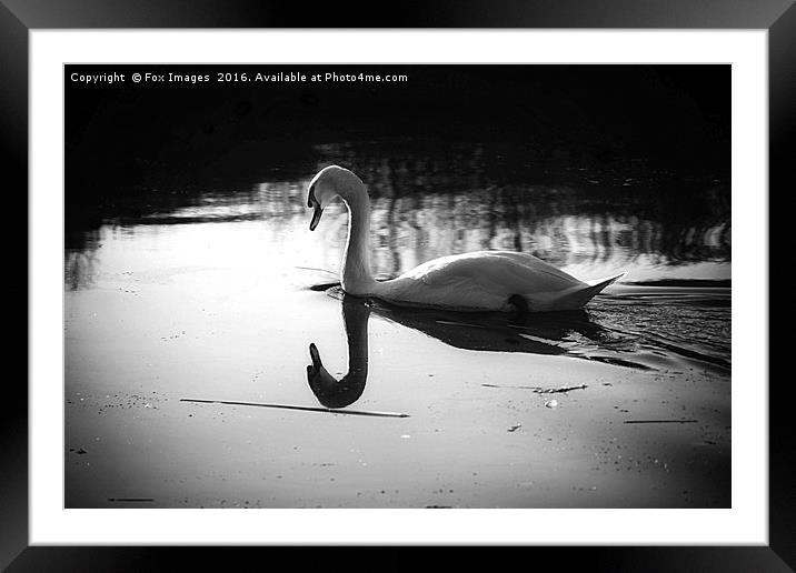 Swan on the lake Framed Mounted Print by Derrick Fox Lomax
