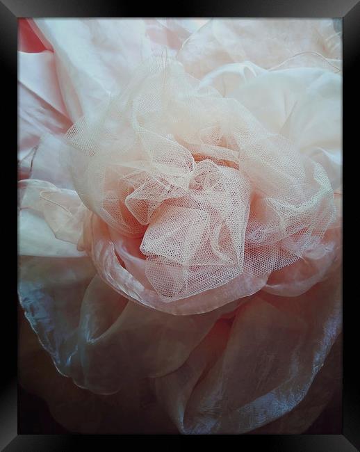 Silk rose Framed Print by Larisa Siverina