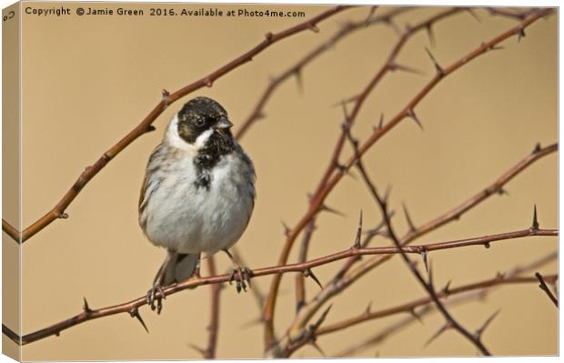 Reed Bunting Canvas Print by Jamie Green