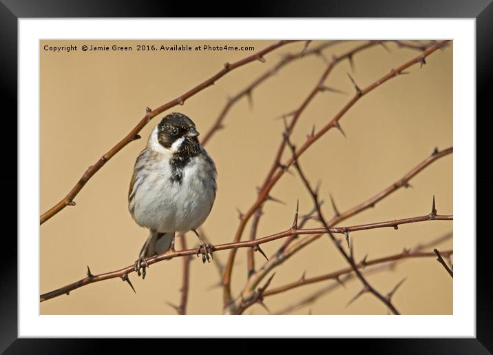 Reed Bunting Framed Mounted Print by Jamie Green