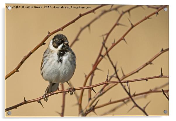 Reed Bunting Acrylic by Jamie Green