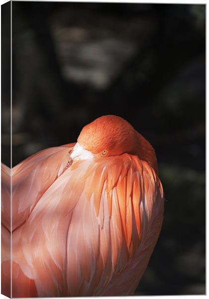 Flamingo Canvas Print by Elaine Young