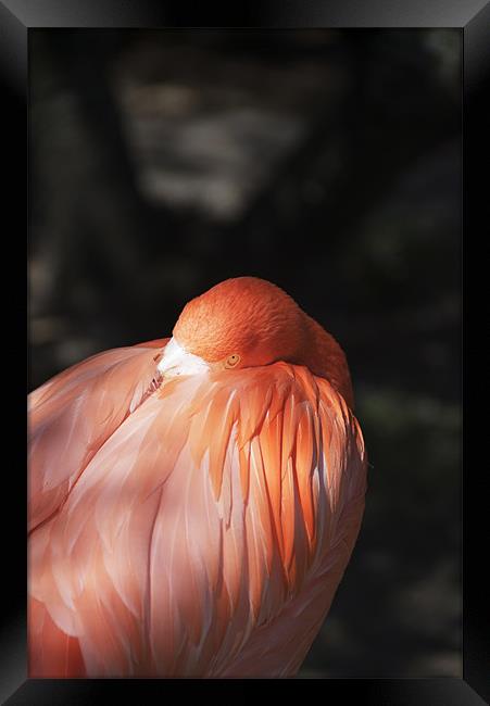 Flamingo Framed Print by Elaine Young