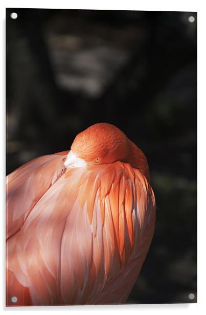 Flamingo Acrylic by Elaine Young