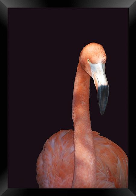 Flamingo Framed Print by Elaine Young