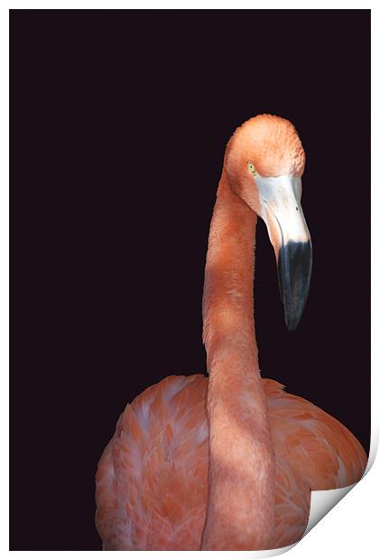 Flamingo Print by Elaine Young
