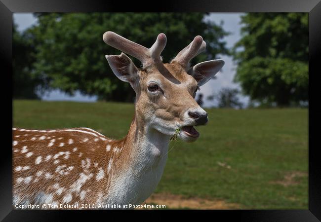 Fallow in velvet Framed Print by Tom Dolezal