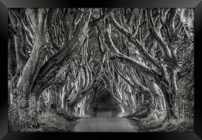 The dark hedges in black and white Framed Print by HQ Photo