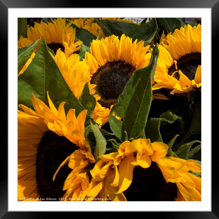 Sunflowers Framed Mounted Print by Ian Gibson