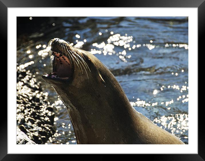 Seal Framed Mounted Print by Elaine Young
