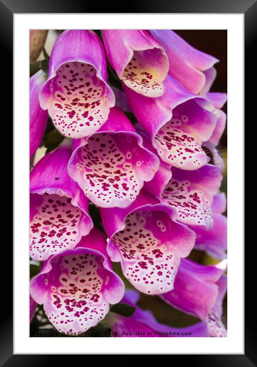 Foxglove flower close-up Framed Mounted Print by Ros Crosland