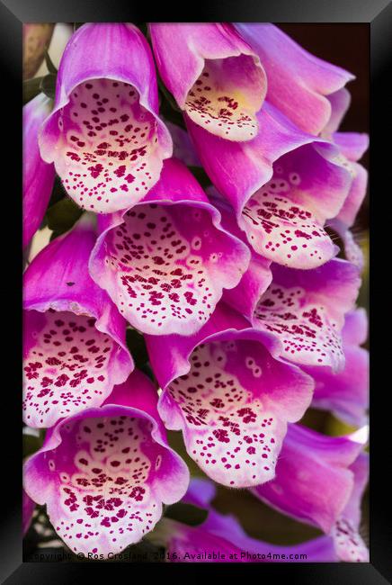 Foxglove flower close-up Framed Print by Ros Crosland