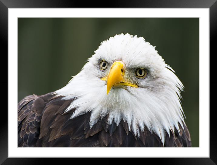 Bald Eagle Portrait Framed Mounted Print by Dave Collins