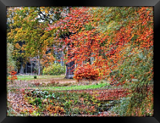 "IN AN ENGLISH AUTUMN GARDEN" Framed Print by ROS RIDLEY