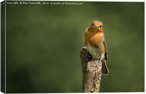 Robin on a post Canvas Print by Alan Tunnicliffe