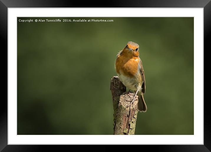 Robin on a post Framed Mounted Print by Alan Tunnicliffe