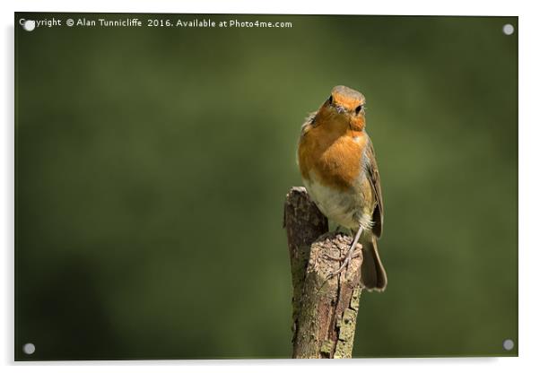 Robin on a post Acrylic by Alan Tunnicliffe