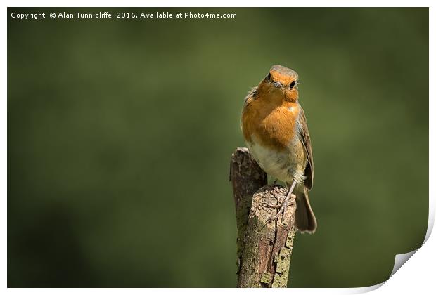 Robin on a post Print by Alan Tunnicliffe