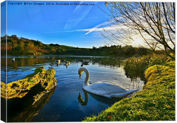 Swan at the  lakeside Canvas Print by Derrick Fox Lomax