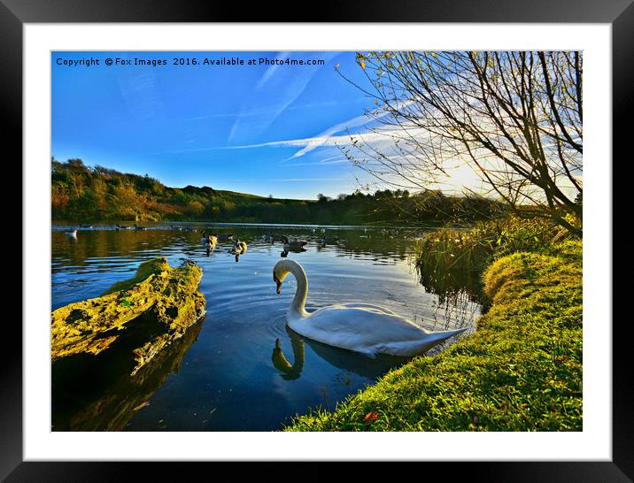 Swan at the  lakeside Framed Mounted Print by Derrick Fox Lomax
